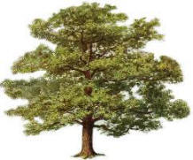 Large Tree