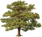 Family_Tree_2